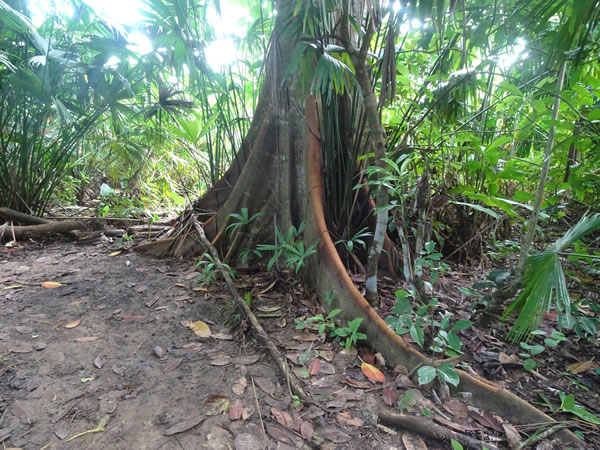 Tree near trail from Capurgana, Colombia to La Miel, Panama.