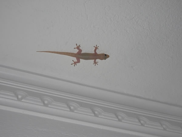 Gecko lizard at hostel in Capurgana, Colombia.