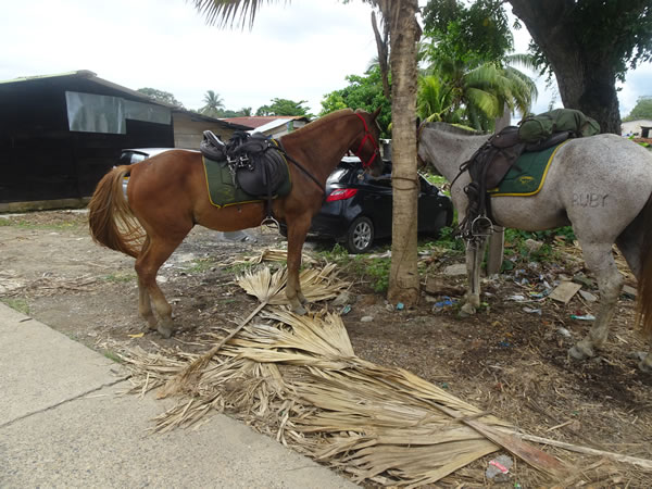 Police horse at Necoclí, Colombia.