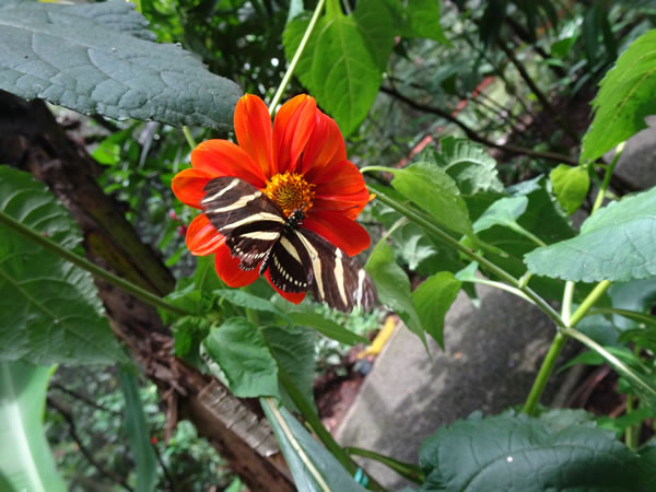 Butterfly at the botanic garden in Medellin, Colombia.