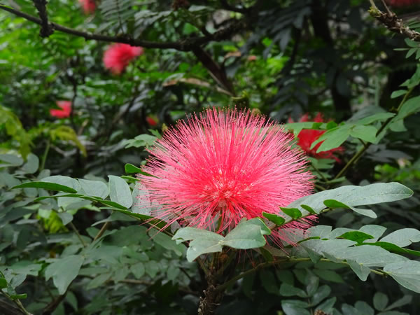 Tree flower at the botanic garden in Medellin, Colombia.