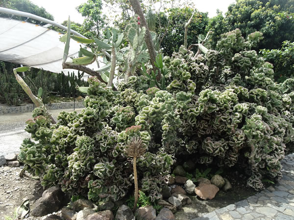 Desert plants at the botanic garden in Medellin, Colombia.