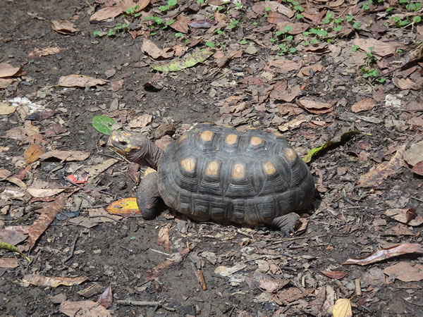 Land turtle at the botanic garden in Medellin, Colombia.