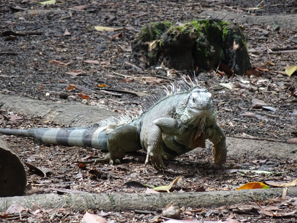 Iguana at the botanic garden in Medellin, Colombia.