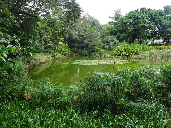 Pond at the botanic garden in Medellin, Colombia.