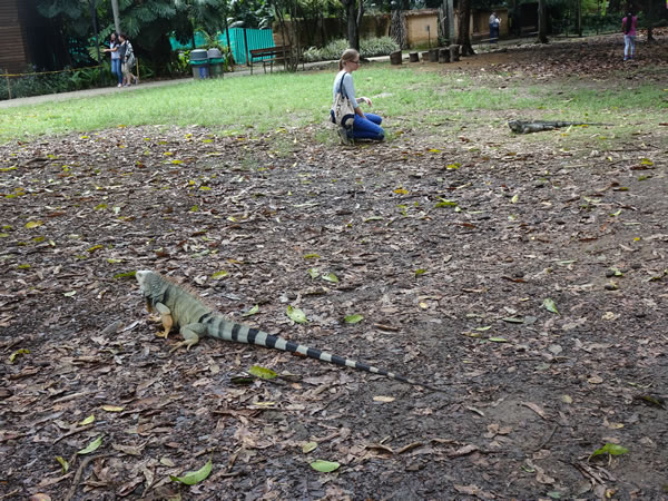 Iguanas at the botanic garden in Medellin, Colombia.