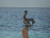 Pelican - First night - single family San Blas Island, Panama.