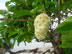 Fruit - First night - single family San Blas Island, Panama.