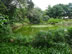 Pond at the botanic garden in Medellin, Colombia.