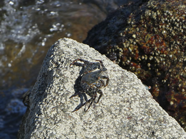 Crab on rocks at Santa Cruz, Huatulco, Mexico.