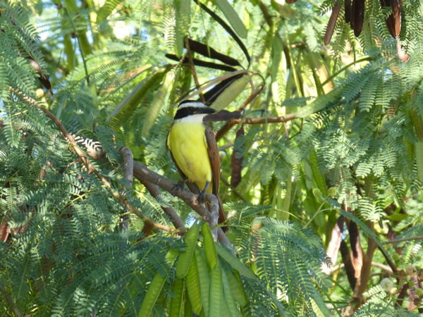 A Great Kiskadee bird in tree at Santa Cruz, Huatulco, Mexico.