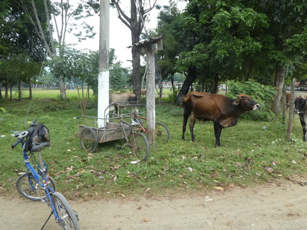 Ted’s bike near cows and other bikes in El Estor, Guatemala.
