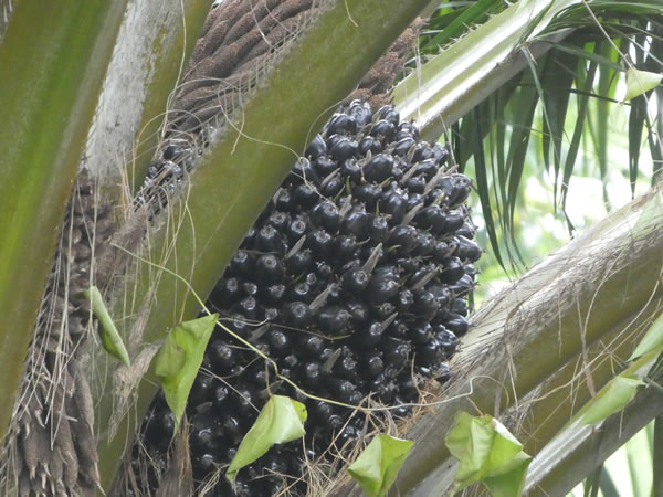 Not sure what these are, I did see someone removing similar pods from a palm tree in Guatemala.