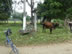 Ted’s bike near cows and other bikes in El Estor, Guatemala.
