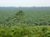 Farm between El Estor, Guatemala and Rio Dulce, Guatemala. (Ted think it was a Banana farm)