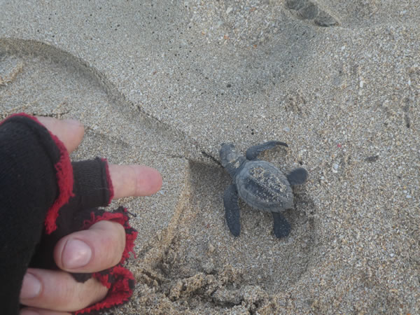 Mazatlán, Mexico – Baby turtle on its way to sea from a main city beach.