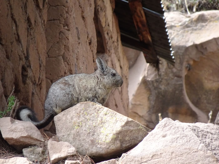Viscacha near Puno, Peru