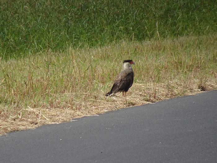 Formosa, Argentina - Southern crested caracara