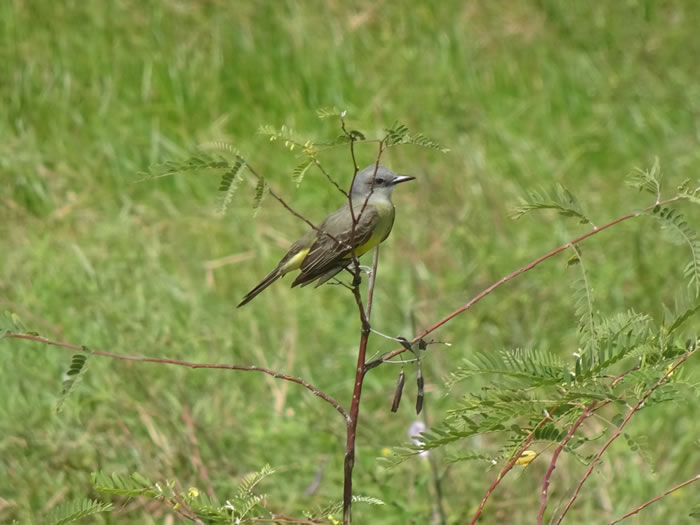 Formosa, Argentina – Might be a tropical Kingbird