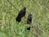 Formosa, Argentina – looks like crows with wide beaks, not sure name of this bird 