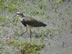Formosa, Argentina - Southern Lapwing