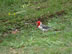 Asuncion, Paraguay - Red-crested cardinal - Guasu Metropolitano Park