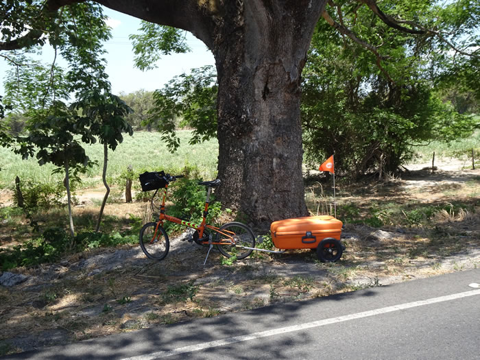 Ted’s bike next to a large tree that is next to the Pan American highway between La Cruz and Liberia, Costa Rica.