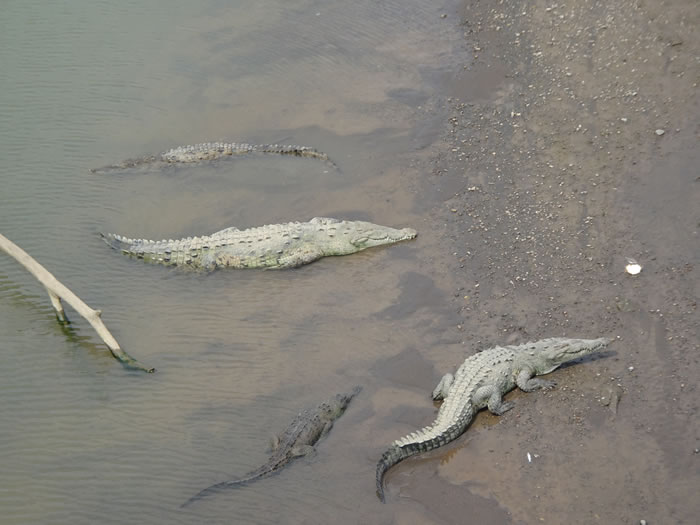 Crocodiles in the Tarcoles River near Jaco, Costa Rica.