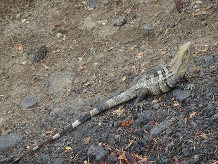 Lizard near Tarcoles River near Jaco, Costa Rica.