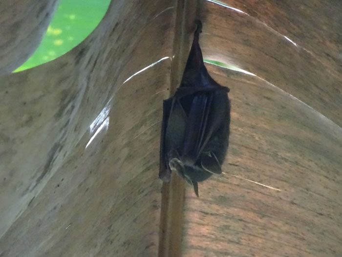 Bat at Manual Antonio National Park, Costa Rica.