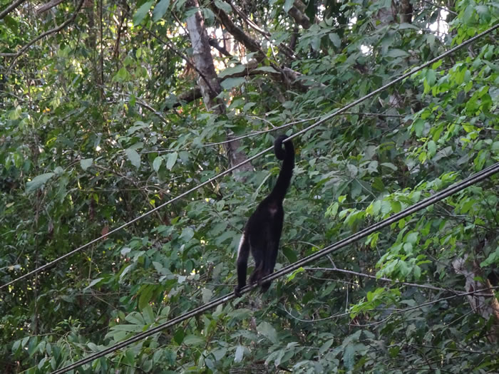 Monkey at Manual Antonio National Park, Costa Rica.