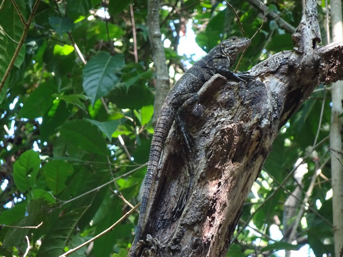 Lizard at Manual Antonio National Park, Costa Rica.
