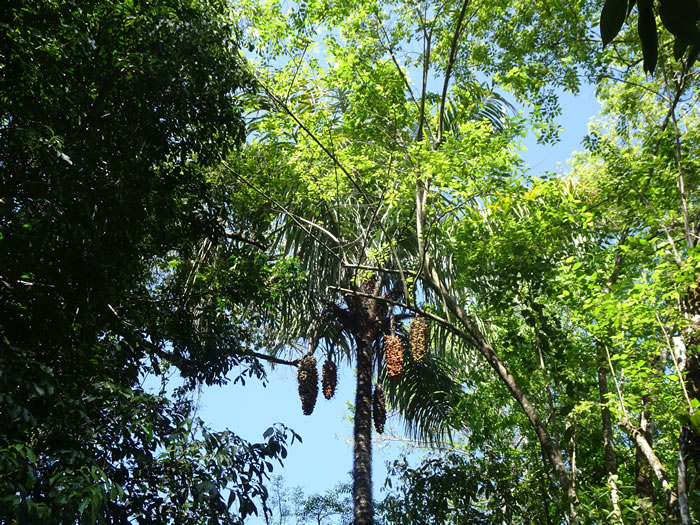 Date tree at Manual Antonio National Park, Costa Rica.