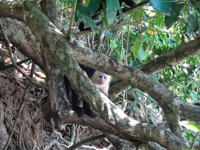 Monkey at Manual Antonio National Park, Costa Rica.