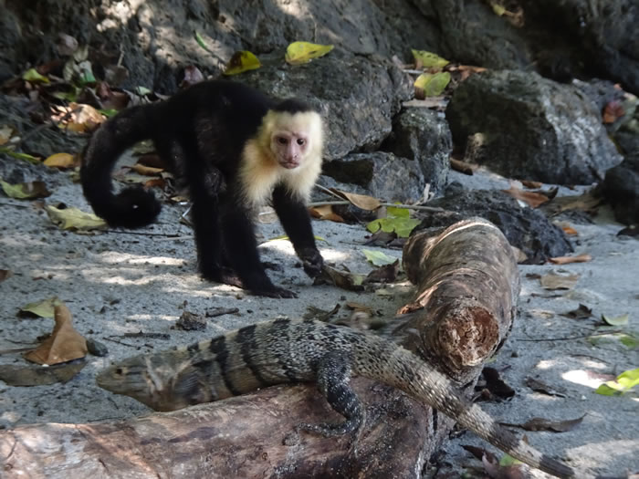 Lizard and Monkey at Manual Antonio National Park, Costa Rica.