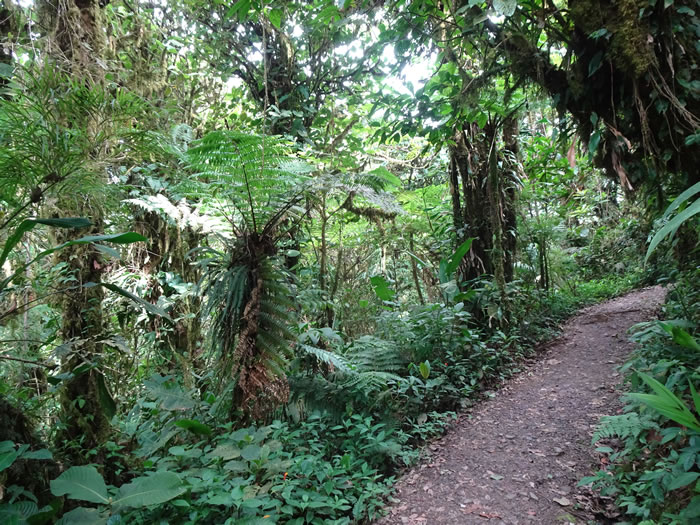 Trail at Monteverde Cloud Forest Reserve.