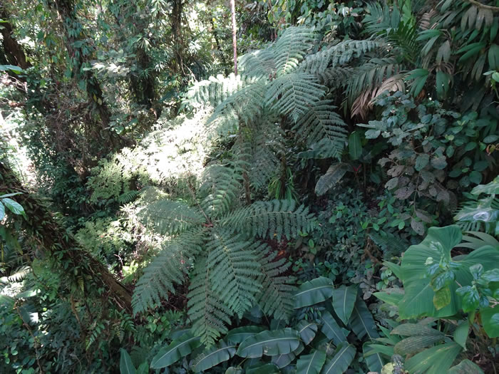 Monteverde Cloud Forest Reserve.