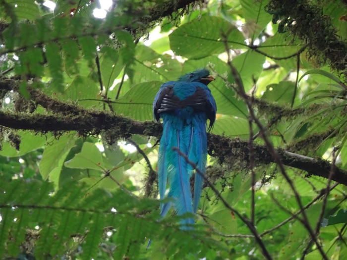 Quetzal at Monteverde Cloud Forest Reserve.