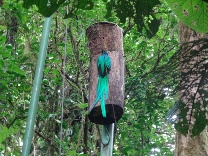 Quetzal getting into its nest at Monteverde Cloud Forest Reserve.