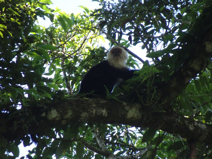 Monkey in tree at hotel in Monteverde, Costa Rica.
