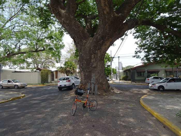 Big tree in the middle of a road next to Ted’s bike in Liberia, Costa Rica.