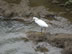 Egret in the Tarcoles River near Jaco, Costa Rica.
