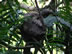 Sloth at Manual Antonio National Park, Costa Rica.