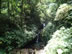 Monteverde Cloud Forest Reserve.