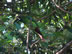 Birds in tree at hotel in Monteverde, Costa Rica.