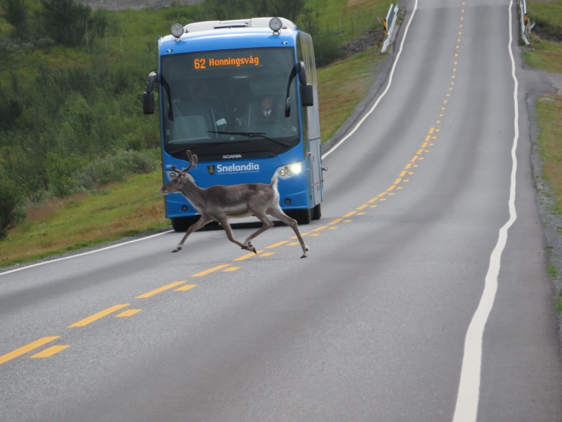 Bus stopped waiting for a reindeer to cross the road slightly north of Alta, Norway.