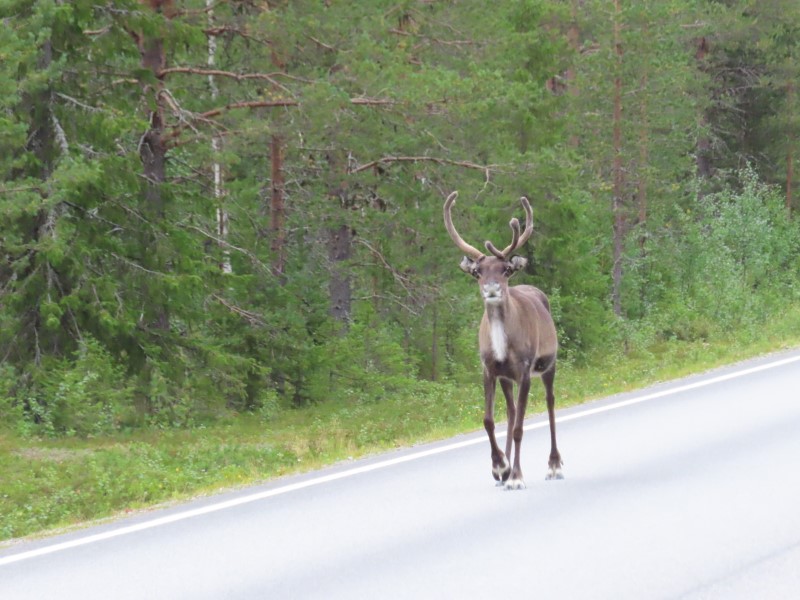 A reindeer walking down the highway near Muonio, Finland.