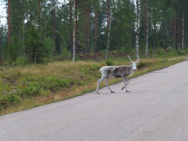 Reindeer crossing the road just north of the Artic Circle north of verkalix, Sweden.