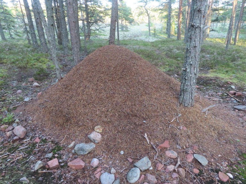An ant pile at Norrfllsviken nature area near campground at Norrfllsviken, Sweden.