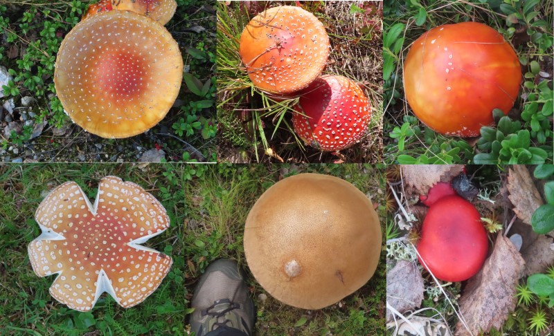 These are a few of the colorful mushrooms Ted saw in the far north of Norway, Finland and Sweden.